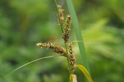 Carex dispalata, photographed by harum.koh