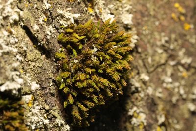 Lewinskya affinis, photographed by Stephen James McWilliam