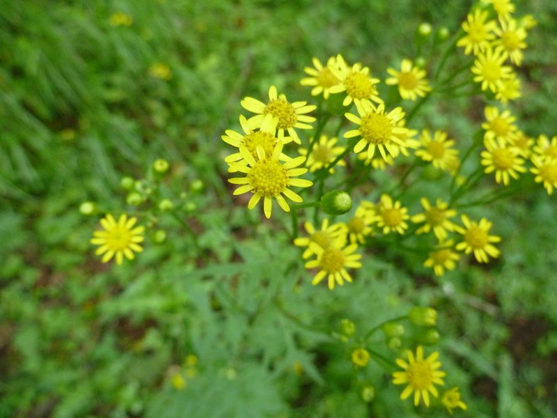 Nemosenecio nikoensis, photographed by Andreas Taeger