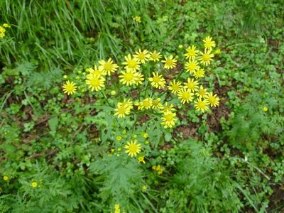 Nemosenecio nikoensis, photographed by Andreas Taeger