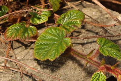 Rubus tricolor, photographed by Stephen James McWilliam