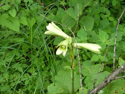 Cardiocrinum cordatum, photographed by Andreas Taeger