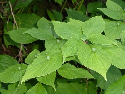 Helwingia japonica, photographed by Andreas Taeger