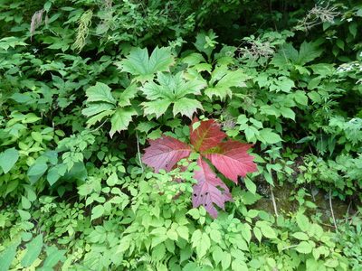 Rodgersia podophylla, photographed by Andreas Taeger