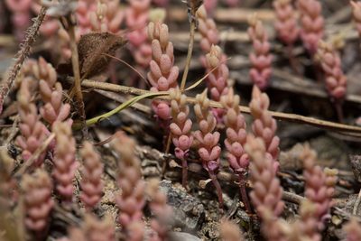 Sedum rubens, photographed by Tim Johnson