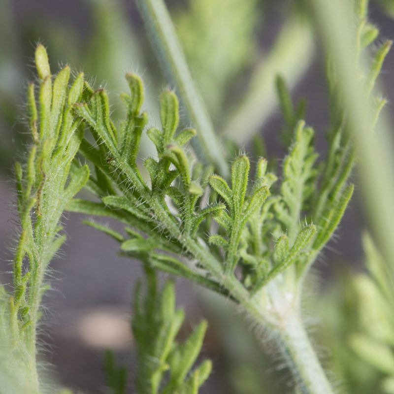 Lavandula multifida, photographed by Tim Johnson