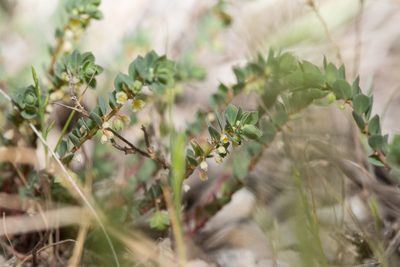Andrachne telephioides, photographed by Tim Johnson