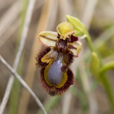 Ophrys speculum, photographed by Tim Johnson