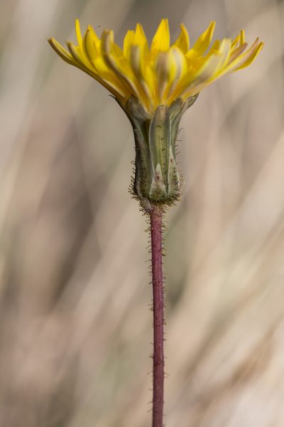 Sonchus bulbosus, photographed by Tim Johnson