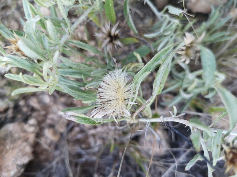 Dicoma capensis, photographed by Ricus Nel