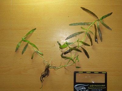 Hygrophila polysperma, photographed by chiuluan