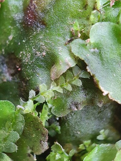 Asperifolia arguta, photographed by Jonathan Hughes