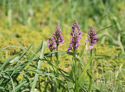 Dactylorhiza elata, photographed by Mourad Harzallah