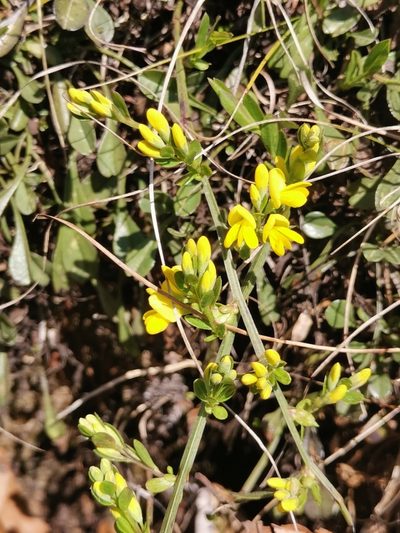 Genista januensis, photographed by Ljaž
