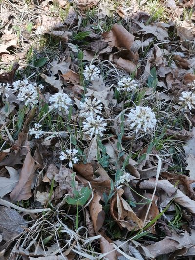 Noccaea praecox, photographed by Ljaž