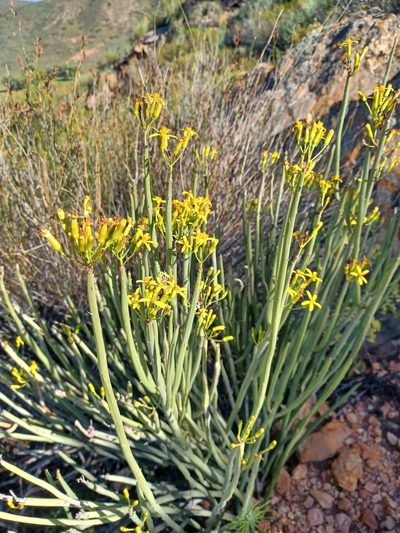 Senecio junceus, photographed by Danie Palm