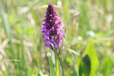 Dactylorhiza elata, photographed by Mourad Harzallah