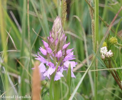 Dactylorhiza elata, photographed by Mourad Harzallah