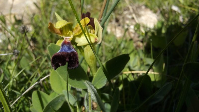 Ophrys atlantica, photographed by Mourad Harzallah