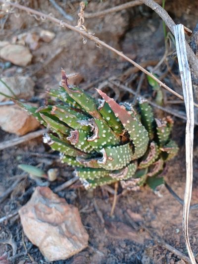 Tulista pumila, photographed by Danie Palm
