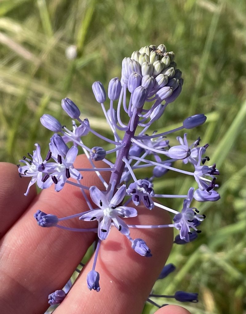Scilla hyacinthoides, photographed by Henrik Kibak