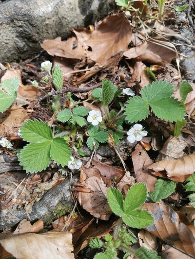 Potentilla carniolica, photographed by Ljaž