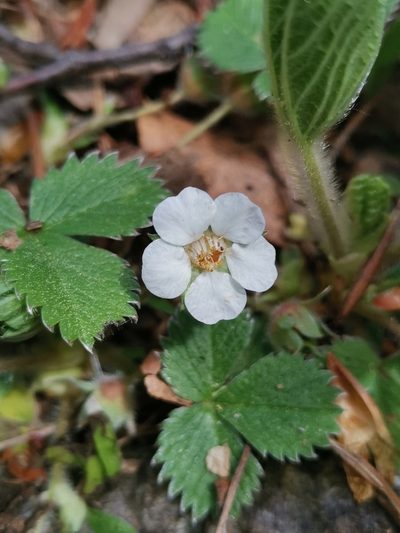 Potentilla carniolica, photographed by Ljaž