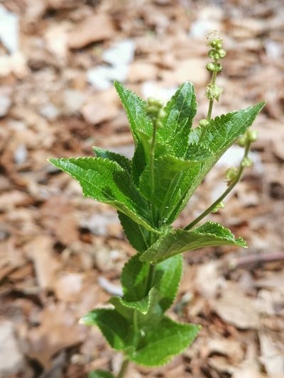 Mercurialis ovata, photographed by Ljaž