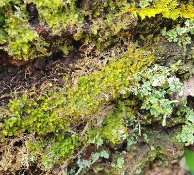 Syzygiella autumnalis, photographed by Jonathan Hughes