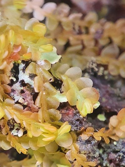 Syzygiella autumnalis, photographed by Jonathan Hughes