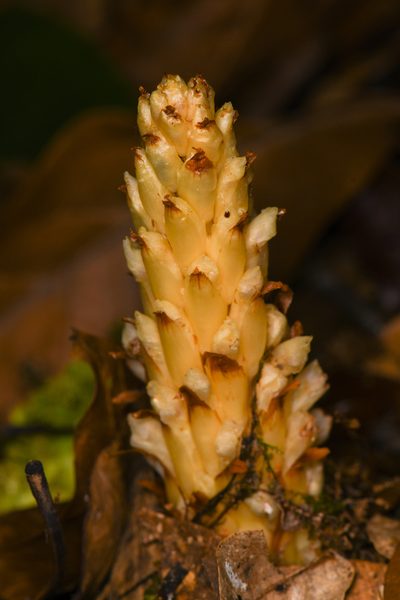 Conopholis panamensis, photographed by Trevor Van Loon