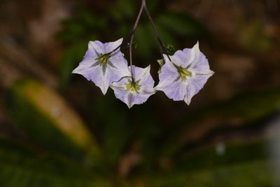 Solanum longiconicum, photographed by Trevor Van Loon