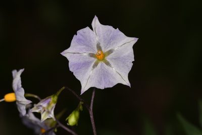 Solanum longiconicum, photographed by Trevor Van Loon