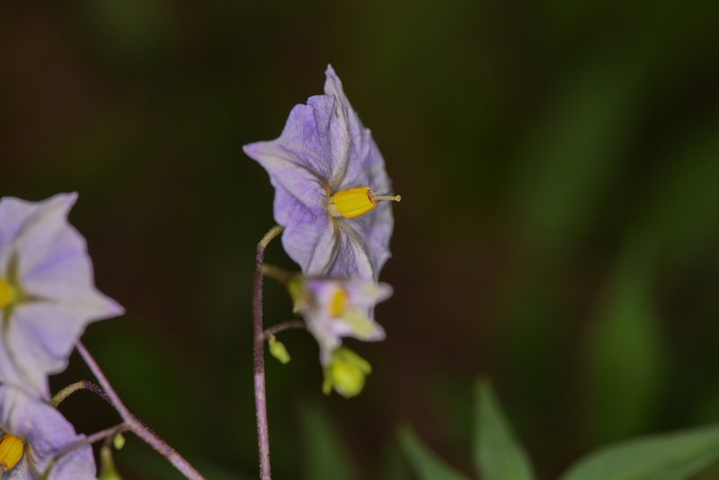 Solanum longiconicum, photographed by Trevor Van Loon