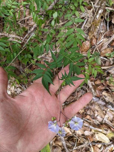 Solanum longiconicum, photographed by Trevor Van Loon