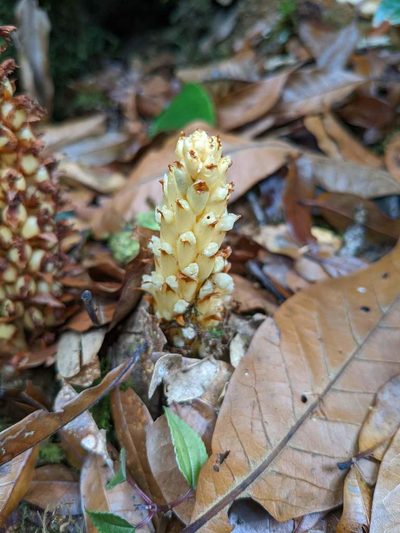 Conopholis panamensis, photographed by Trevor Van Loon