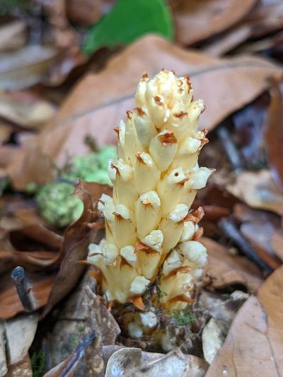 Conopholis panamensis, photographed by Trevor Van Loon