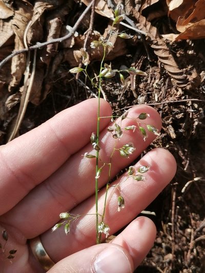 Anthoxanthum australe, photographed by Ljaž