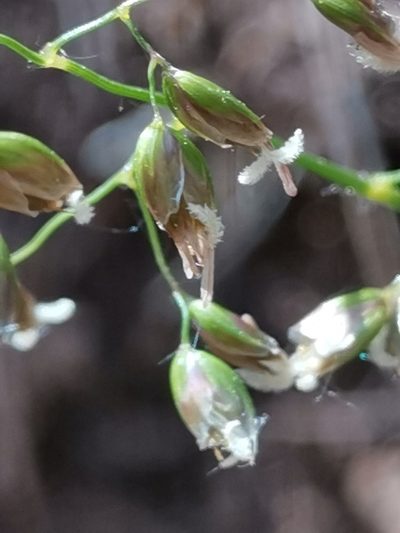 Anthoxanthum australe, photographed by Ljaž