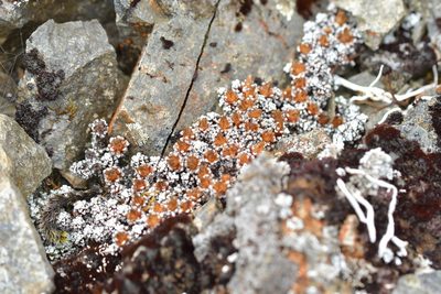 Raoulia albosericea, photographed by Christopher Stephens