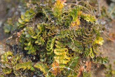 Anisotome aromatica, photographed by Christopher Stephens