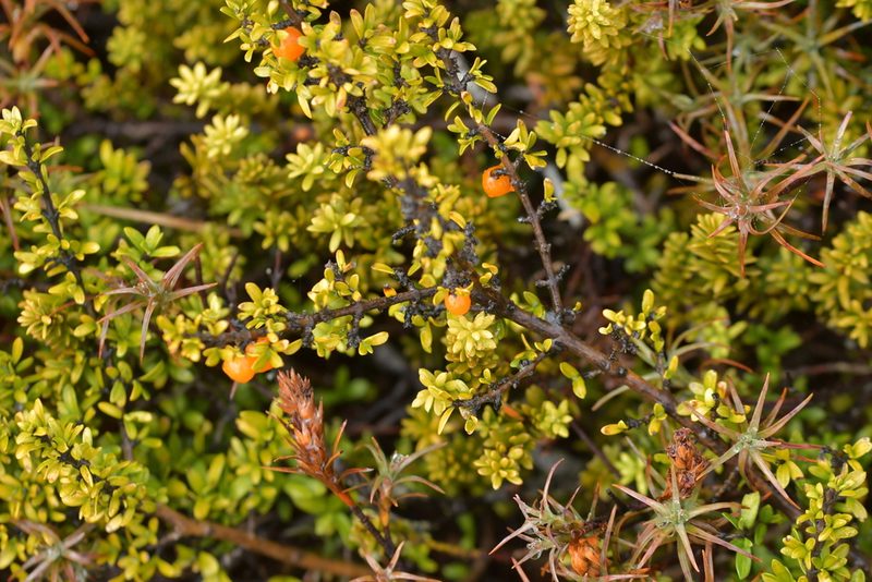 Coprosma pseudocuneata, photographed by Christopher Stephens