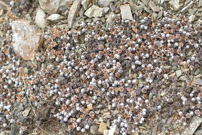 Raoulia albosericea, photographed by Christopher Stephens