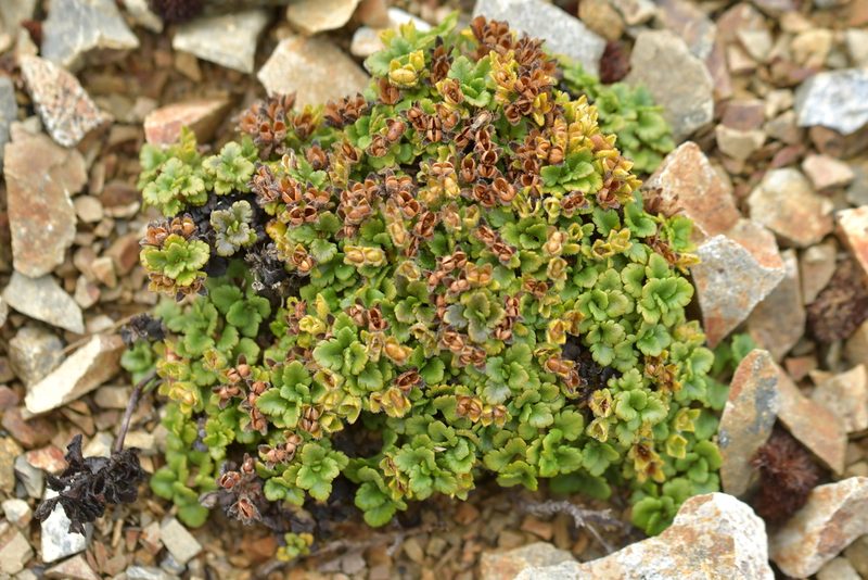 Veronica spathulata, photographed by Christopher Stephens