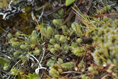 Pimelea microphylla, photographed by Christopher Stephens