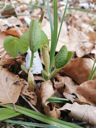 Aristolochia lutea, photographed by Ljaž