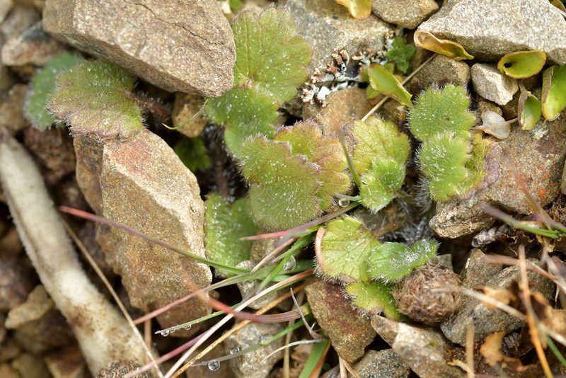 Ranunculus multiscapus, photographed by Christopher Stephens