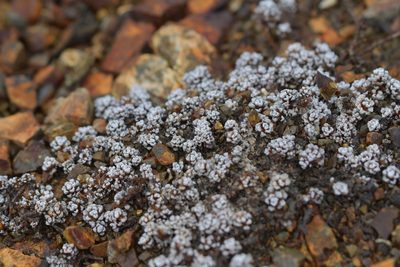 Raoulia albosericea, photographed by Christopher Stephens
