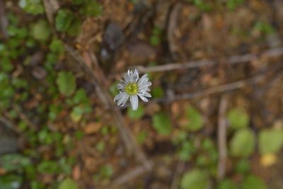 Lagenophora pumila, photographed by Christopher Stephens