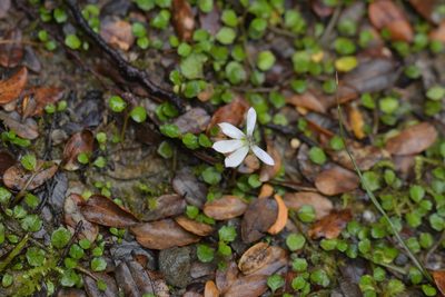 Lobelia angulata, photographed by Christopher Stephens